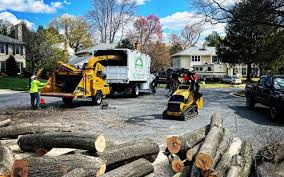 How Our Tree Care Process Works  in  Lansdale, PA