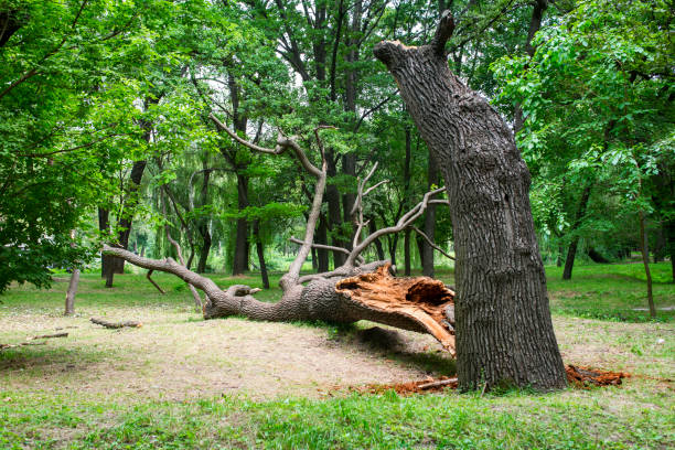 Best Commercial Tree Services  in Lansdale, PA