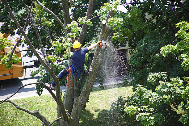Best Tree Trimming and Pruning  in Lansdale, PA